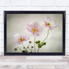 Anemones Flowers Flower