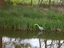 Photo A3 Heron in the Wey