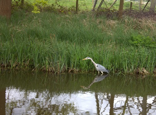 Photo heron the - a3,
