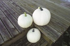 Vegetable - Pumpkin - Cotton