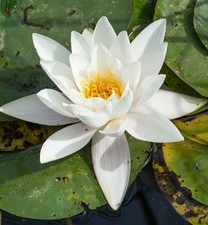 5 White Pond Lilly, water lilly.. Nymphaea Alba.. Bare Root Plant! aquatic lotus