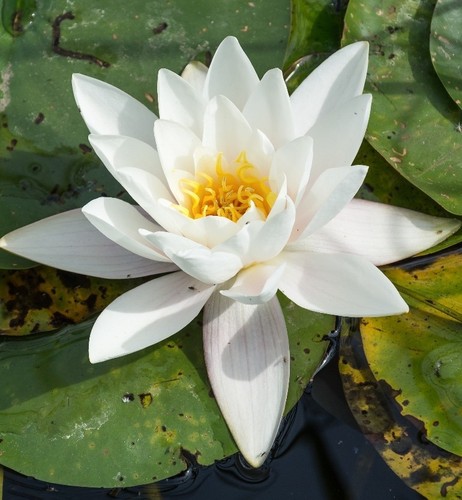 White pond lilly water - pond, lilly,
