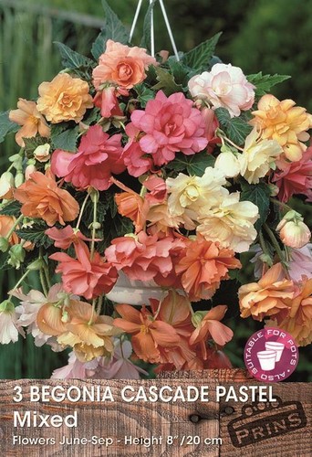 Begonia special cascade - begonia, 'cascade