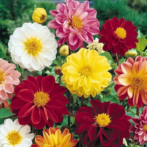 Dahlia unwins mixed seeds - dahlia,