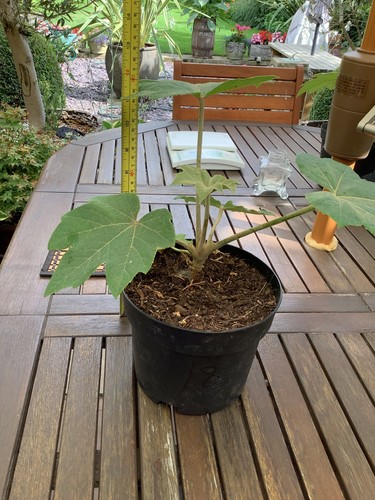 Tetrapanax