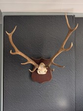 Red Deer Antlers