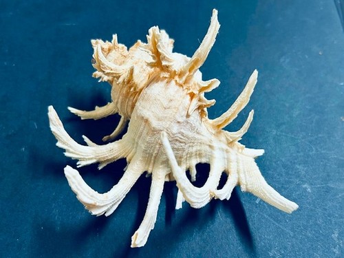 Murex chicoreus cornucervi - cornucervi, 02