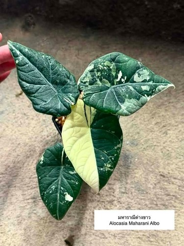 Alocasia maharani albo
