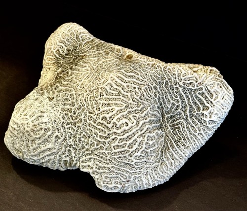 Brain coral fossil 5 x - 5",