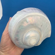 Vintage Giant Conch Shell