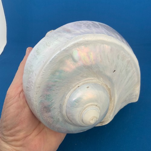 Vintage giant conch shell - giant,
