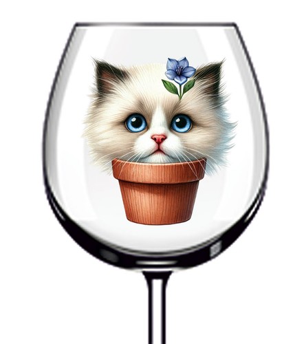 12x ragdoll cat kitten - 12x,