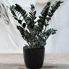 Evergreen Zamioculcas Raven | Best Indoor Plants | 30-40cm Potted Black ZZ Plant