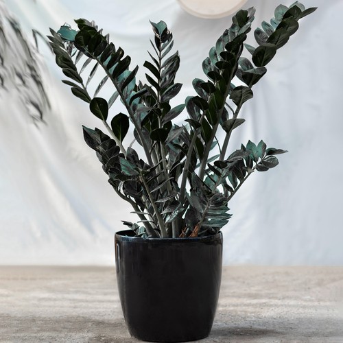 Evergreen zamioculcas raven - evergreen,