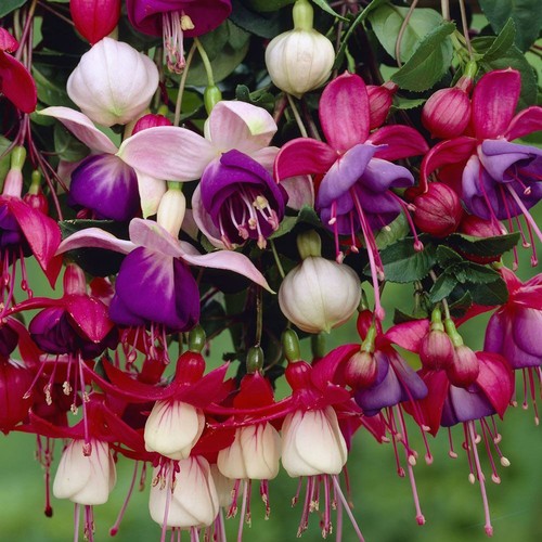 Hardy fuchsia mixed - ,