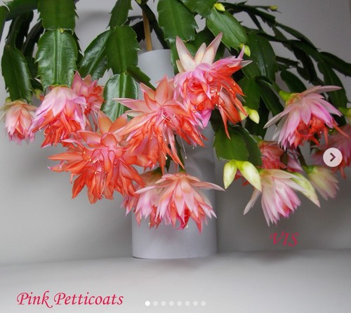 Schlumbergera christmas - schlumbergera,