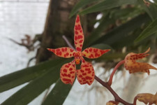 Rare Renanthera monachica orchid plant , young plant in 6cm pot