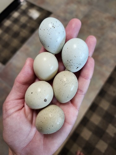 Quail eggs for - 20,