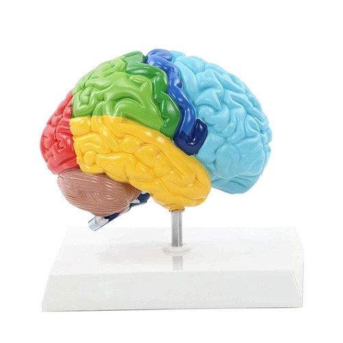 Right hemisphere brain - of,