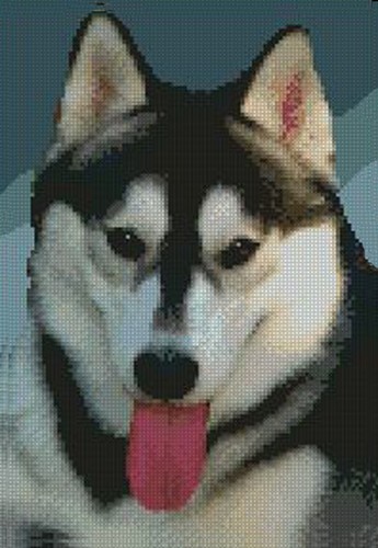 Siberian husky cross - 2, stitch