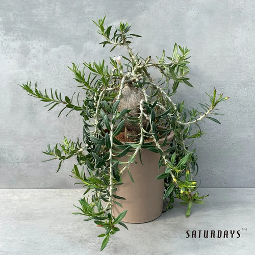 Pachypodium bispinosum 10 - -,