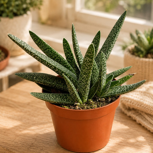 Rare gasteraloe hybrid - rare,