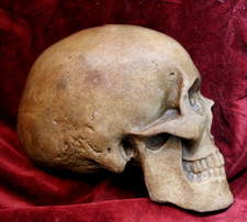 Rare Human Skull Anatomical