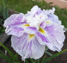 Iris ensata dinner plate - ensata,