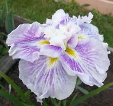 Iris Ensata Dinner Plate cheesecake - Marginal Pond Plants - BP110