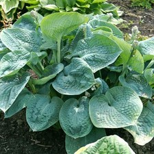 Hosta Big Daddy Plant in a 17cm pot Slug resistant blue Hosta