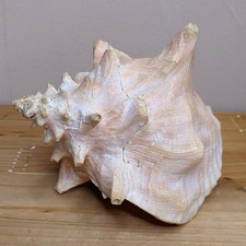 Vintage Conch Shell Mid Century Kitsch Bathroom Ornament 50s 60s Display Queen