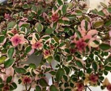 Thyme Foxley herb plant 9cm