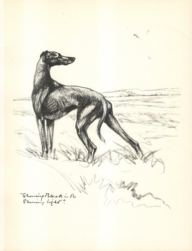 Antique greyhound print 1936 - print,
