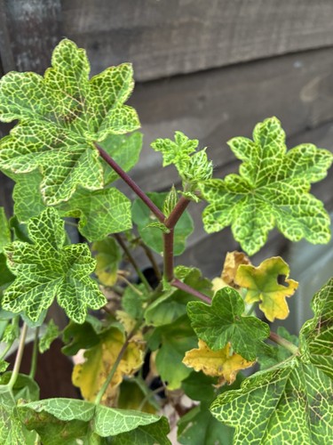 Ivy leaved geranium - ivy-leaved,