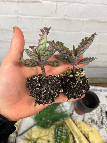 Mother thousands rooted - 10, of