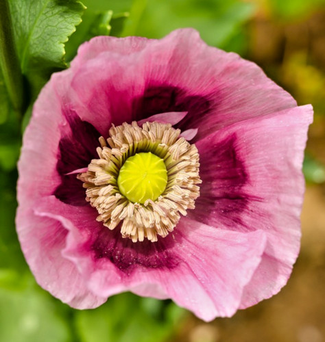 800x flower poppy papaver hens - 800x,