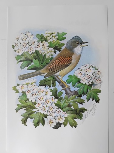 Vintage charles tunnicliffe - vintage,