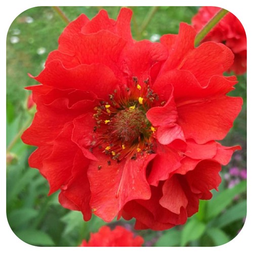 Geum mrs bradshaw red - geum, 6