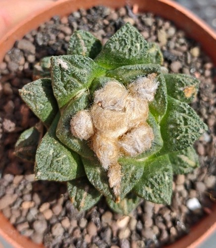 Ariocarpus fiss godzilla - cv.,