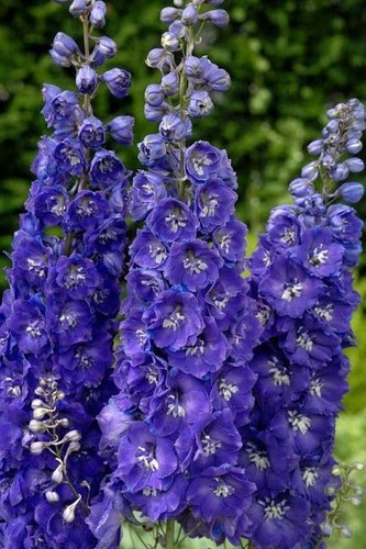 Delphinium king arthur - 25,