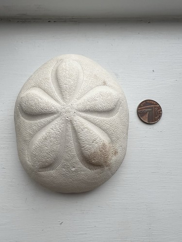 Giant sea biscuit - giant,