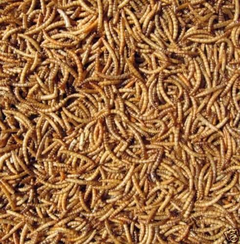 Price slash 5kg quality - ,
