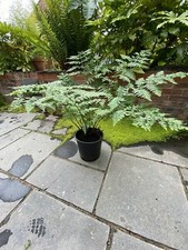 Fern plant large - xl,