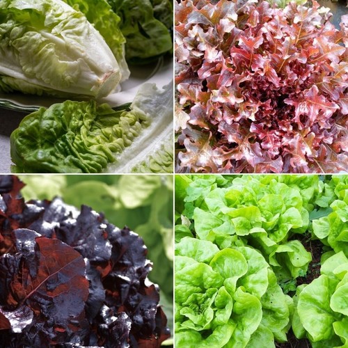 Lettuce seeds huge - seeds,