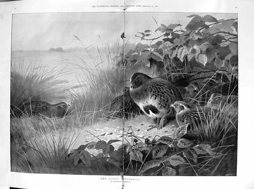 Antique print damaged - antique,