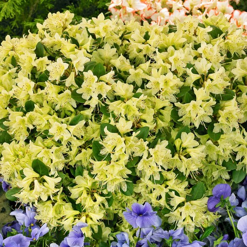 Rhododendron shamrock - rhododendron,
