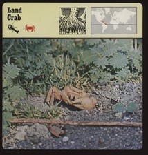 Land crab safari cards - ,