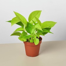 Pothos 'Neon' • Epipremnum