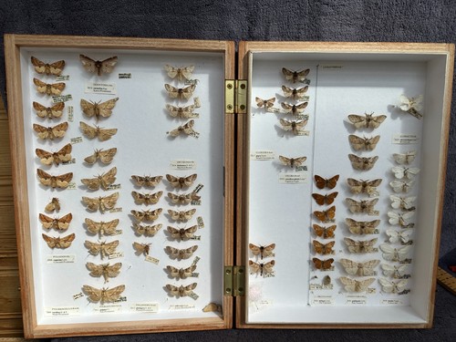 Store box british moths - store, of