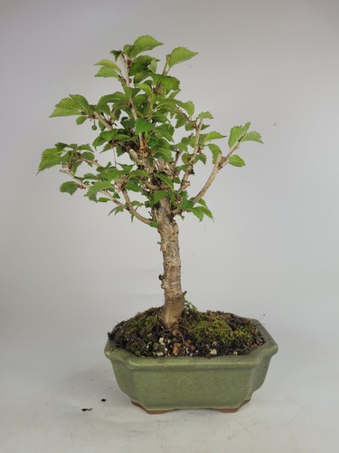 Japanese flowering cherry - japanese,